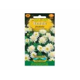 Chrysanthemum pa/řimbaba/bí