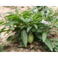Pepíno (Solanum muricatum) 5 semen