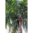Palma štíhlá (Carpentaria acuminata) 4 semena