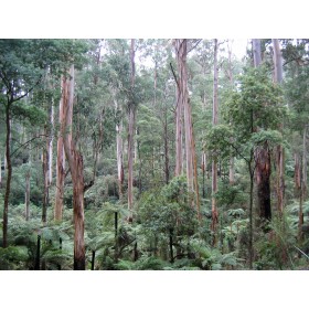 Eukalyptus regnans (Eucalyptus regnans) 8 semen