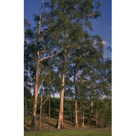 Eukalyptus globulus (Eucalyptus globulus) 10 semen