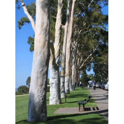 Eukalyptus citrónový ( Eucalyptus citriodora) 7 semen