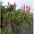 Aloe pluridens ( Aloe pluridens ) 6 semen