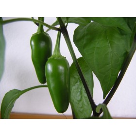 Jalapeño chilli (Capsicum annuum 'Jalapeño') 10 semen