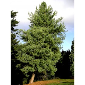 Borovice himalájská (Pinus wallichiana) 4 semena