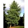 Borovice himalájská (Pinus wallichiana) 4 semena