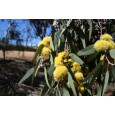 Eukalyptus citrónový ( Eucalyptus citriodora) 7 semen