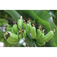 Banánovník Dwarf Cavendish (musa acuminata) 5 semen