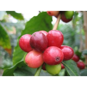 Kávovník arabský (Coffea arabica) 5 semen