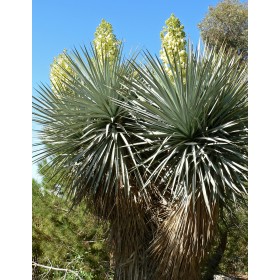 Juka Rigida (Yucca rigida) 10 semen