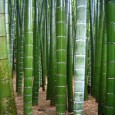 Král Bambusů ( Phyllostachys pubescens) 3 semena