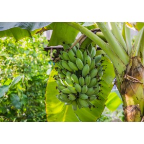 Banánovník Dwarf (Musa acuminata) 5 semen