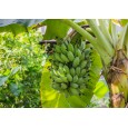 Banánovník Dwarf Cavendish (musa acuminata) 5 semen