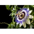 Mučenka modrá (Passiflora caerulea) 5 semen