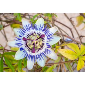 Mučenka modrá (Passiflora caerulea) 5 semen