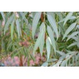 Eukalyptus regnans ( Eukacyptus regnans ) 8 semen