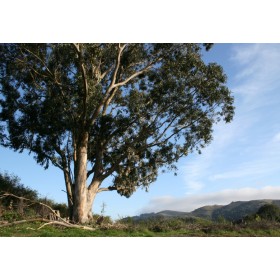 Eukalyprus alpský (Eucalyptus alpina) 7 semen