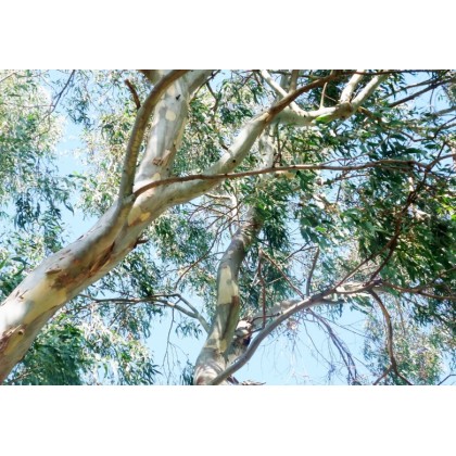 Eukalyptus sněhový Alpine Snow (Eucalyptus pauciflora) 8 semen