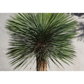 Juka rostrata (Yucca rostrata) 5 semen