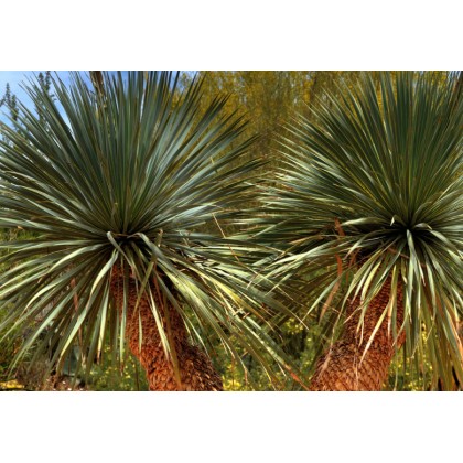 Juka Rigida ( Yucca rigida) 10 semen