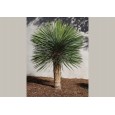 Juka rostrata (Yucca rostrata) 5 semen