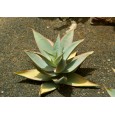 Aloe striata ( Aloe striata ) 6 semen