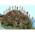 Aloe pluridens ( Aloe pluridens ) 6 semen