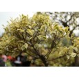 Fíkus drobnolistý ( Ficus benjamina ) 5 semen
