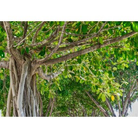 Fíkovník banyán (Ficus benghalensis) 5 semen