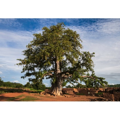 Baobab prstnatý - 5 semen