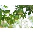 Mučenka jedlá - Maracuja ( Passiflora edulis) 12 semen