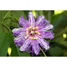 Mučenka sladká (Passiflora ligularis) 4 semena