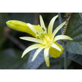 Mučenka žlutá (Passiflora flavicarpa) 6 semen