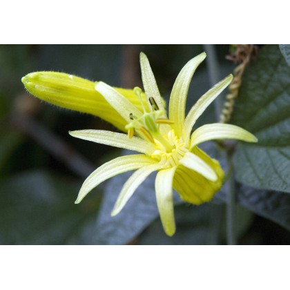 Mučenka žlutá (Passiflora flavicarpa) 6 semen