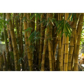 Bambus trnitý (Bambusa bambos) 5 semen
