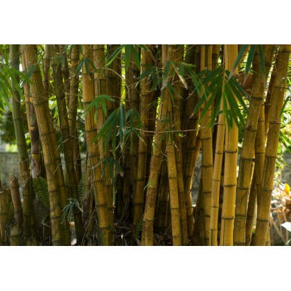 Bambus trnitý (Bambusa bambos) 5 semen