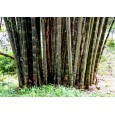 Bambus Male Bamboo (Dendrocalamus strictus) 10 semen