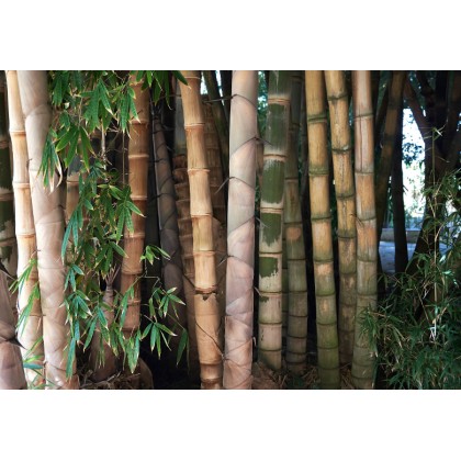 Bambus Male Bamboo (Dendrocalamus strictus) 10 semen