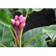 Banánovník Velutina ( Musa velutina ) 5 semen