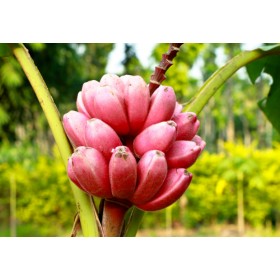Banánovník Velutina (Musa velutina) 5 semen