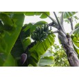 Banánovník obecný (Musa balbisiana) 5 semen