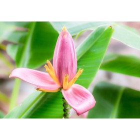 Banánovník růžový (Musa ornata) 5 semen