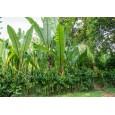 Banánovník habešský ( Ensete vetricosum ) 4 semena