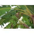 Banánovník Sněhový (musa sikkimensis) 5 semen