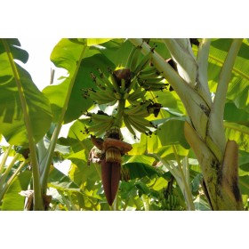 Banánovník Yunna (Musa yunnanensis) 5 semen