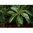 Fíkovník ( Ficus punctata) 4 semena