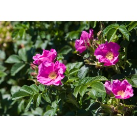 Růže svraskalá (Rosa rugosa) - 10 semen