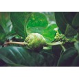 Noni citrusolistá ( Morinda citrifolia ) 7 semen