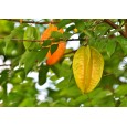 Karambola - Hvězdné ovoce - semínka rostliny 5 ks