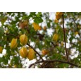 Karambola - Hvězdné ovoce - semínka rostliny 5 ks